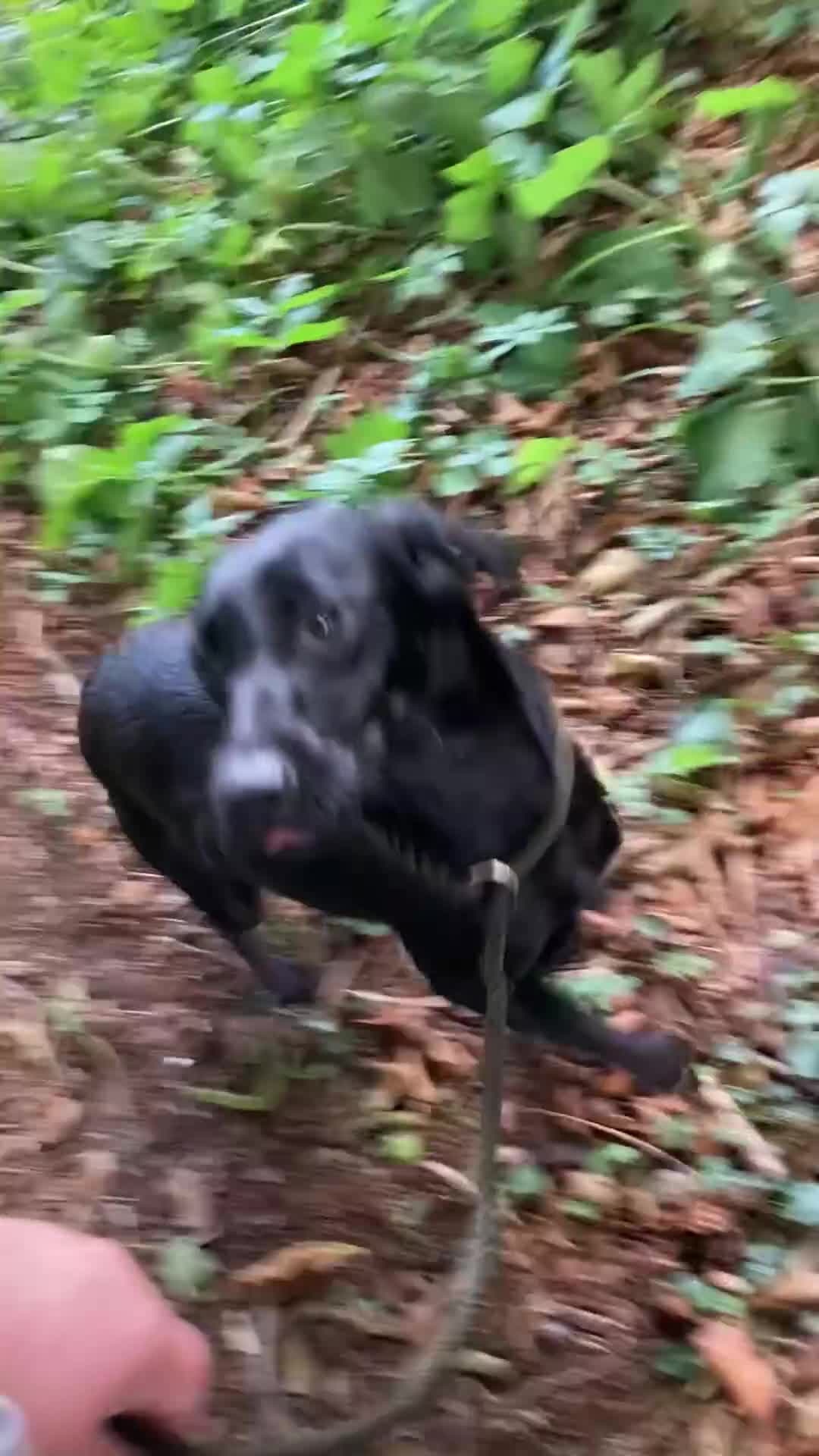 Mixed Breed dogs for sale: Stunning Work Labrador Mix  - Video 1