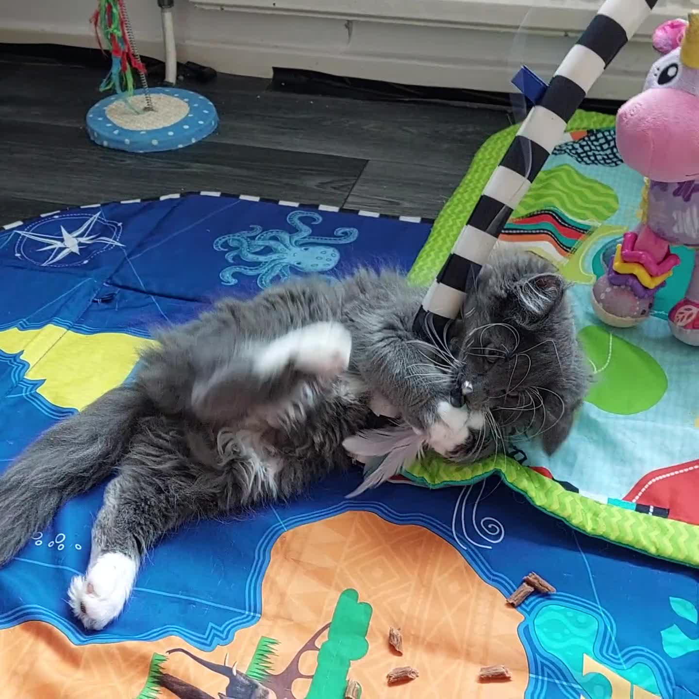 Norwegian Forest Cat cats for sale: GCCF PEDIGREE NORWEGIAN FOREST KITTEN READY NOW! - Video 5