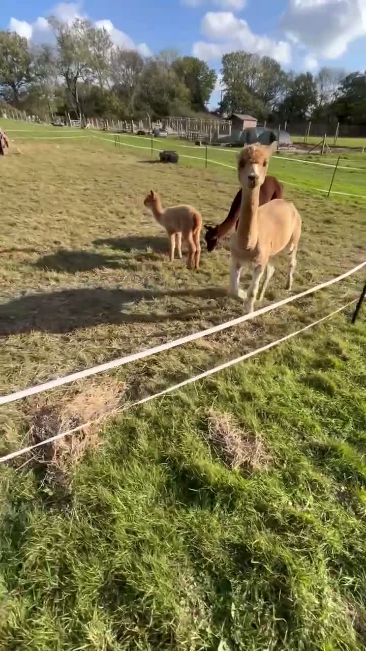 Alpaca livestock for sale: Beautiful female Alpaca female & nursing Cria in Billingshurst - Video 1