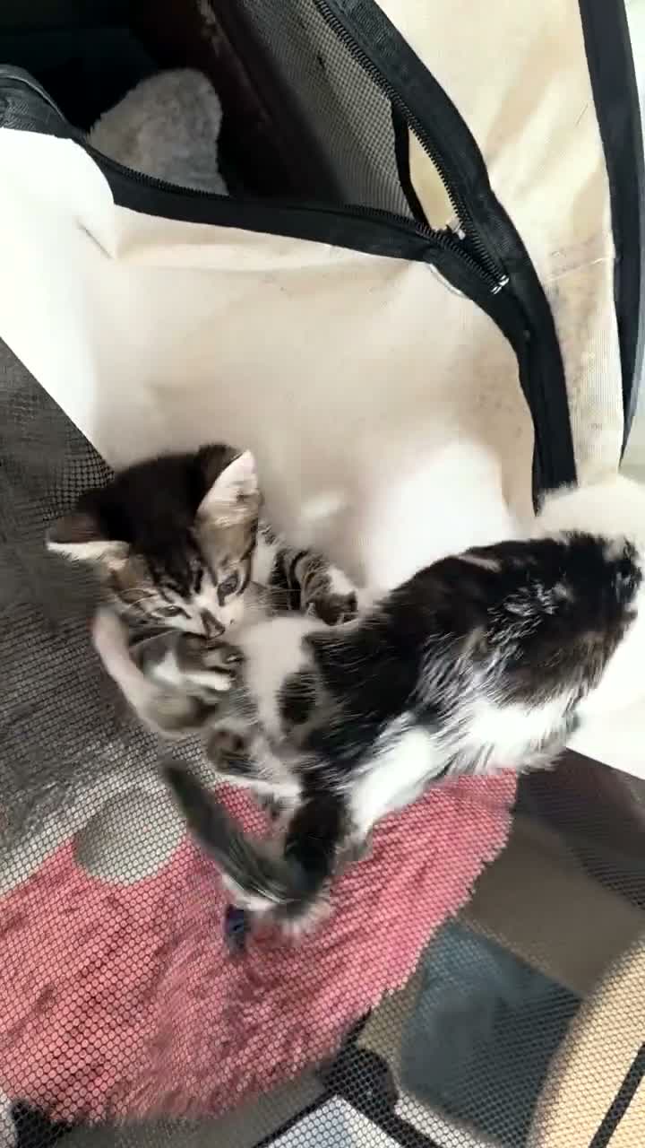 Mixed Breed cats for sale: Beautiful Bengal kittens,Exteptional Colour😻our - Video 1