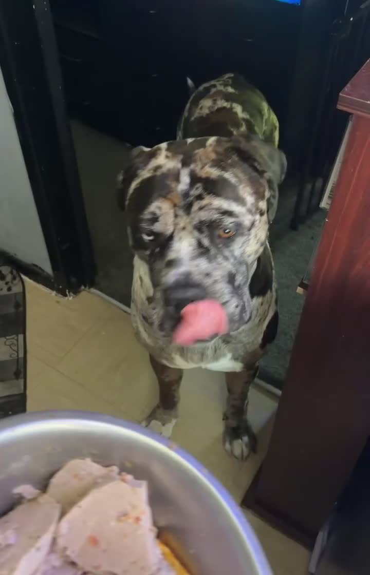 Mixed Breed dogs for sale: cane corso  - Video 1