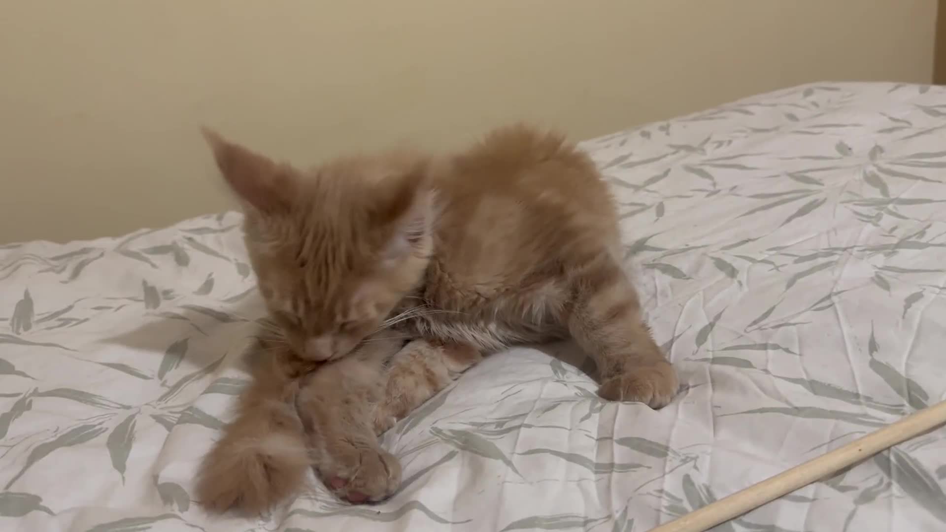 Maine Coon cats for sale: Last Ginger Boy Pure Mainecoon! - Video 1