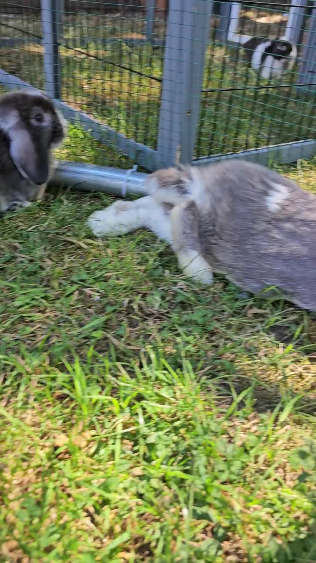 Mini Lop rabbits for sale: Baby mini lop rabbits, only 2 boys left - Video 1