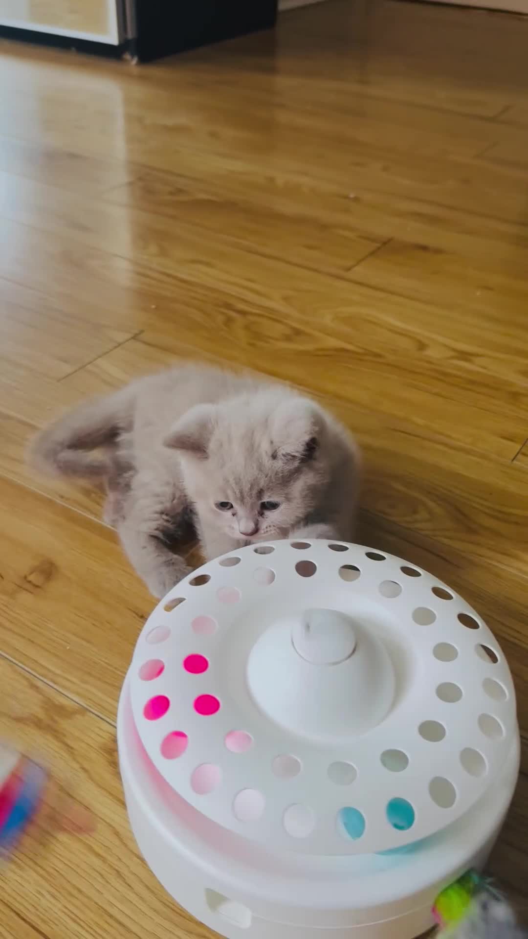 Scottish Fold cats for sale: Scottish straight - Video 2