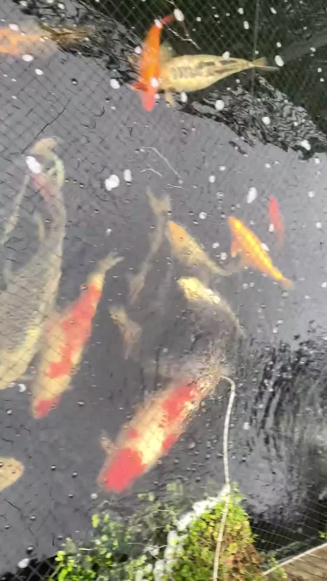 Koi Carp fish for sale: mixed mature koi carp in Kidderminster - Video 3
