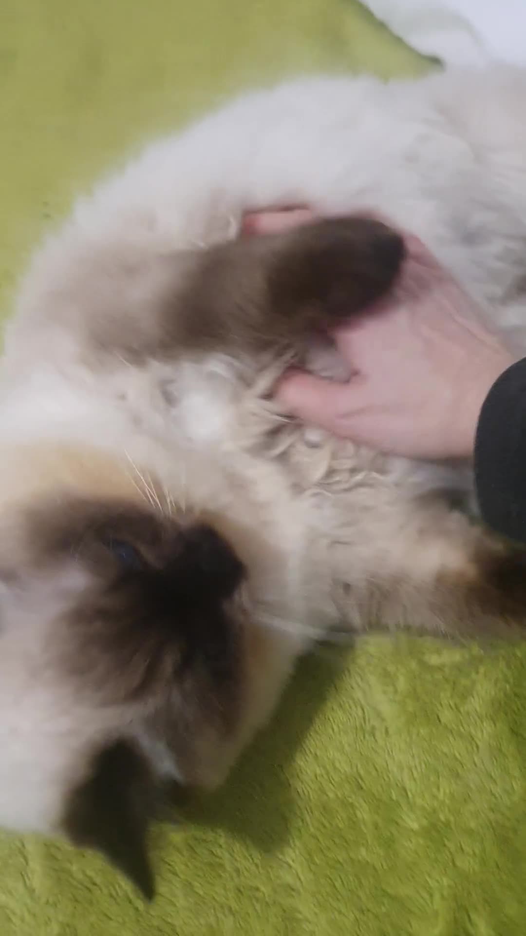 Ragdoll cats for sale: Sweet&Playful ragdolls - Video 3
