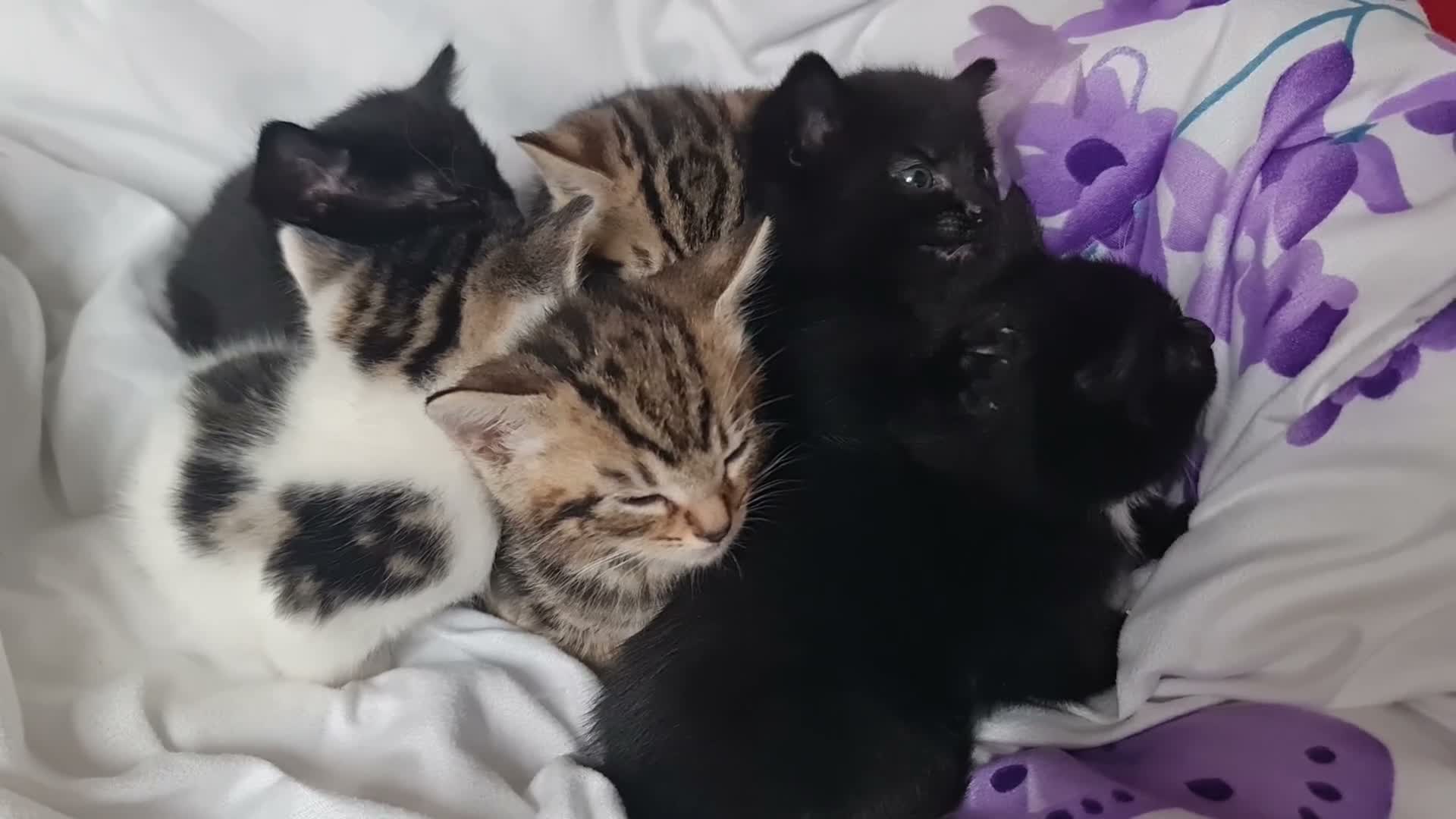 Mixed Breed cats for sale: Adorable & Playful Kittens Raised with Kids  - Video 1