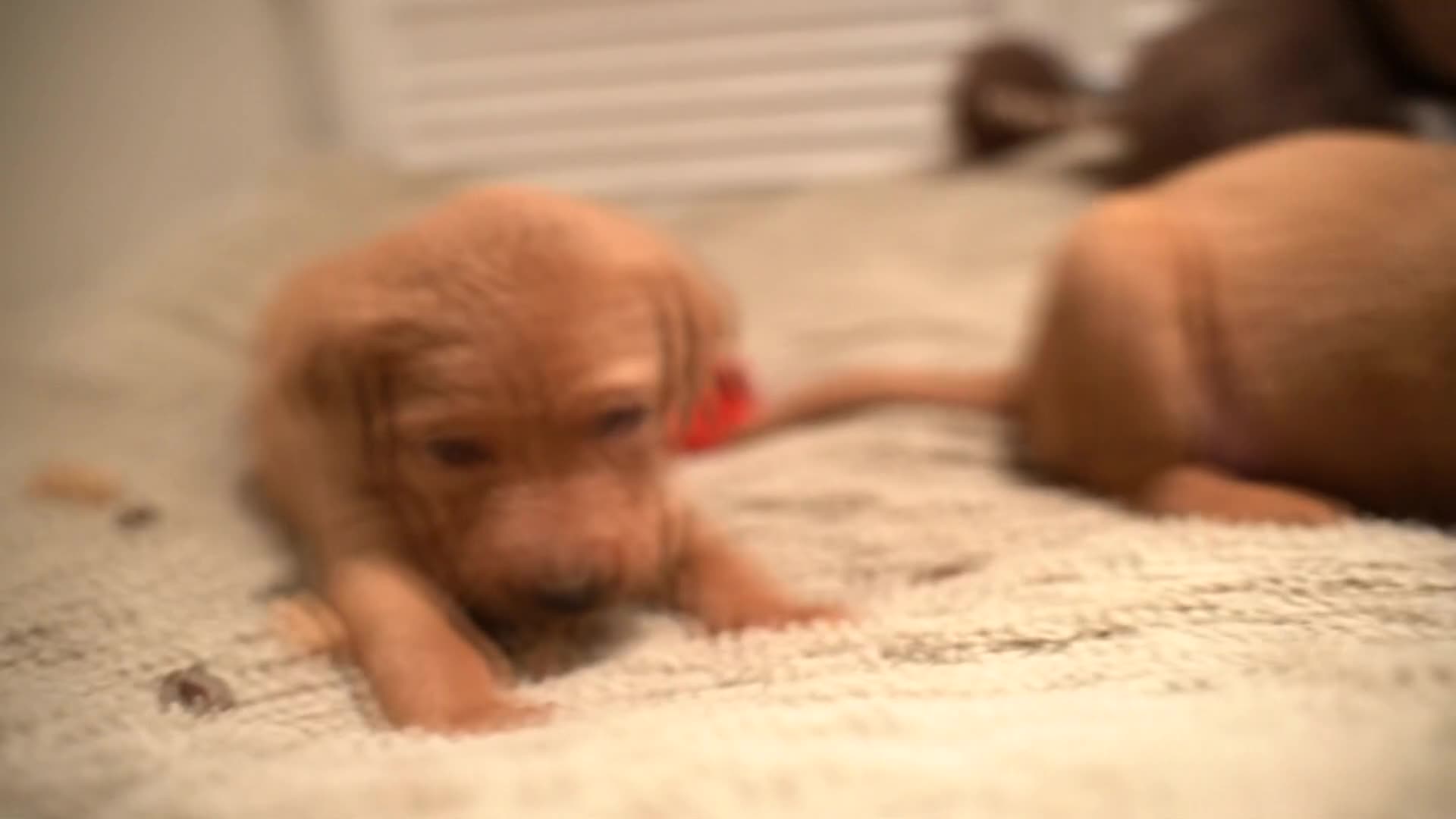 Labrador Retriever dogs for sale: Stunning Fox Red Labrador Puppies For Sale - Video 1