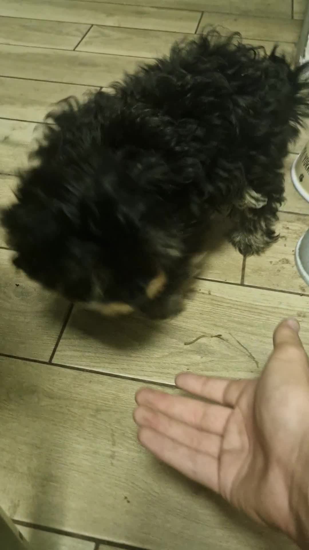 Biewer Terrier dogs for sale: 4 Black and tan Terrier pups, chipped & vaccinated - Video 2