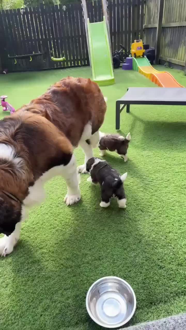 Saint Bernard dogs for sale: Gorgeous Saint Bernard pups  - Video 1