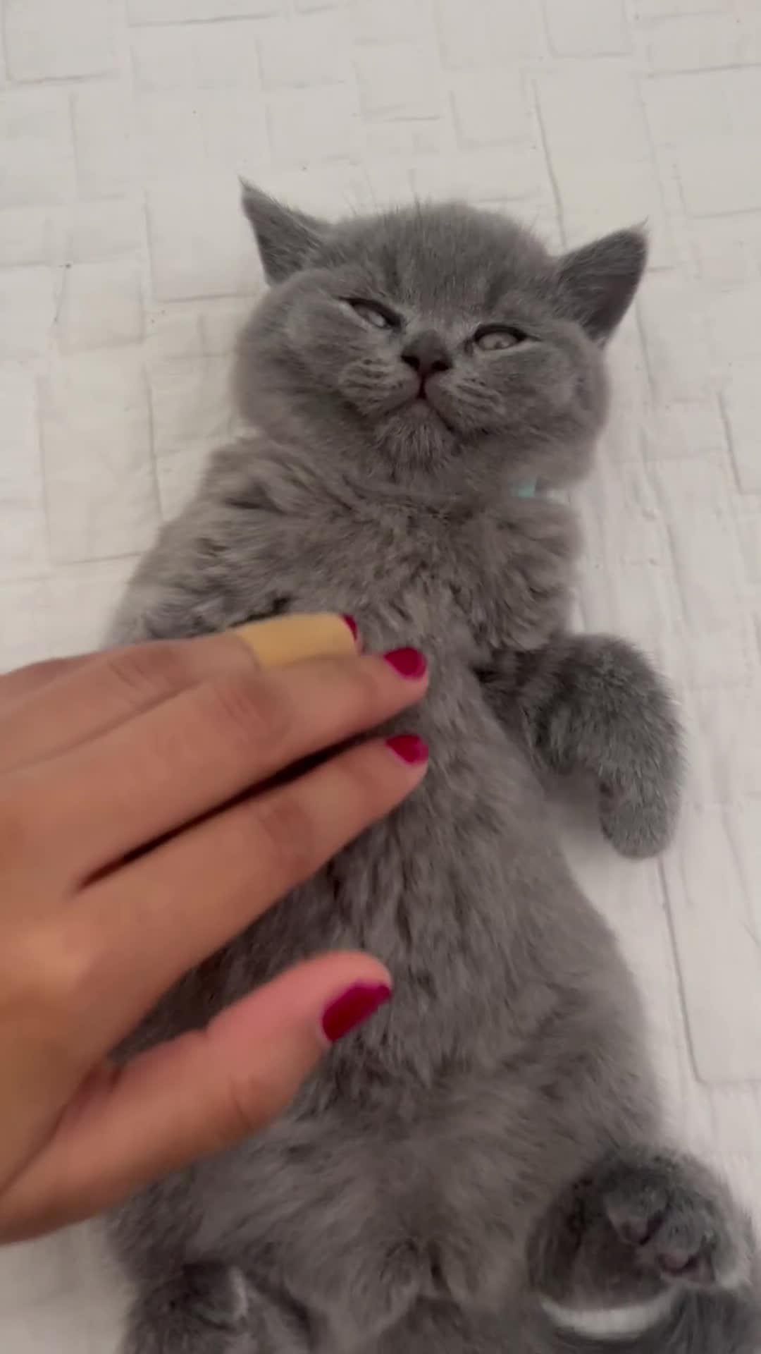 British Shorthair cats for sale: London: GCCF Pedigree British Blue Shorthair Girls - Video 5