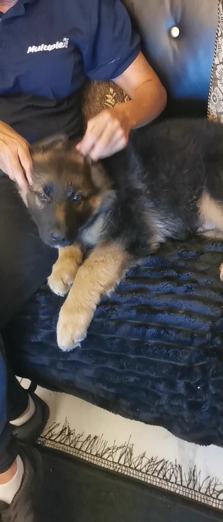 German Shepherd dogs for sale: German shepherd puppies - Video 1