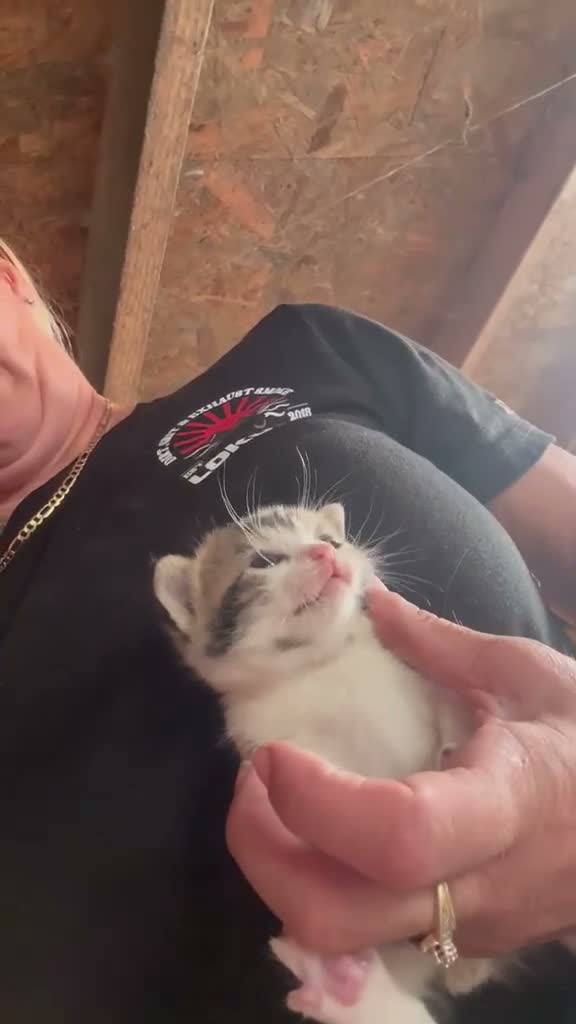 Mixed Breed cats for sale: Beautiful kittens - Video 1