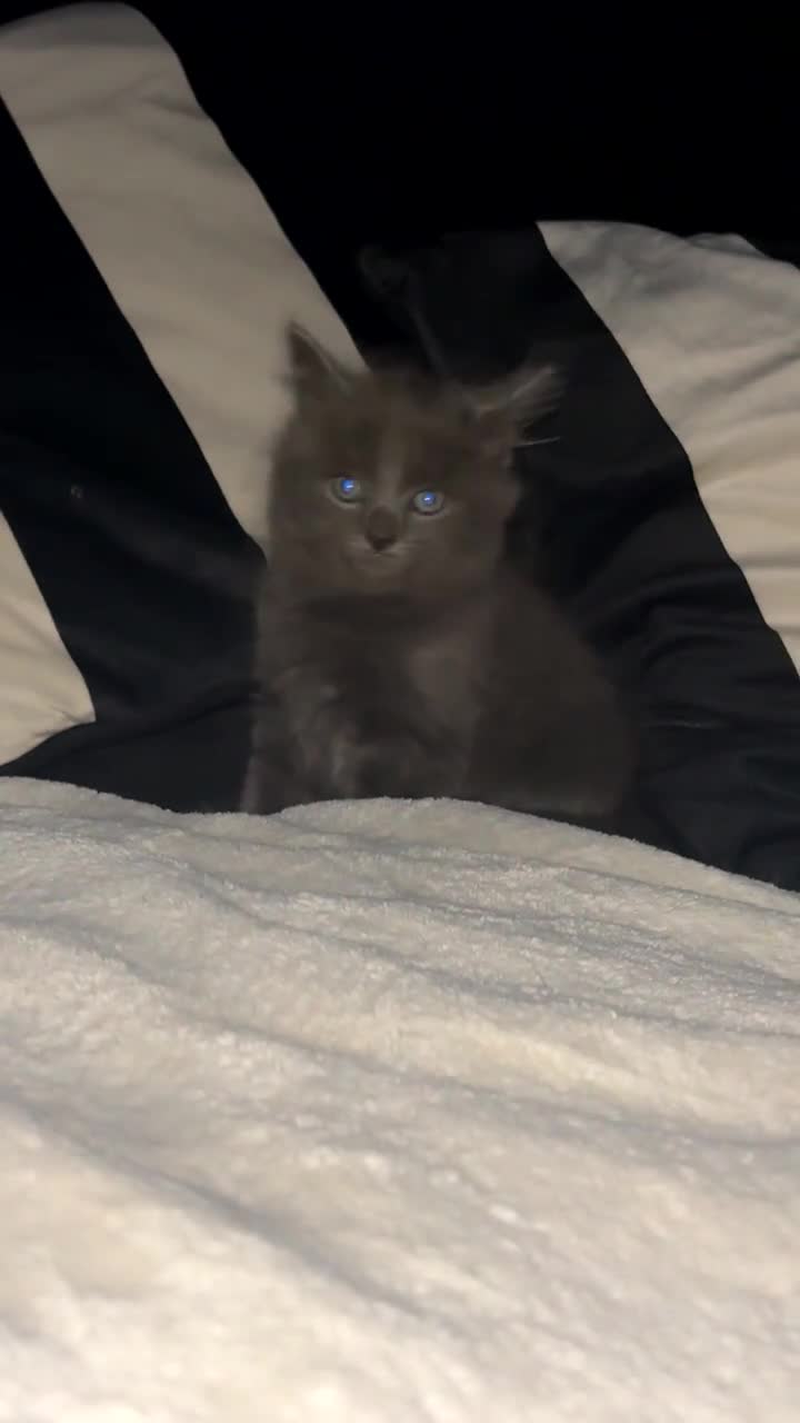 Russian Blue cats for sale: Russian blue x Domestic Short hair kittens  - Video 1
