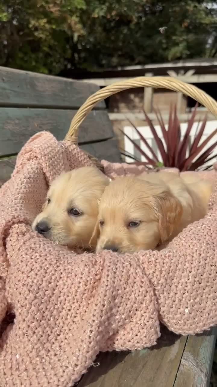 Golden Retriever dogs for sale: Beautiful KC Puppies No Endorsements  - Video 1