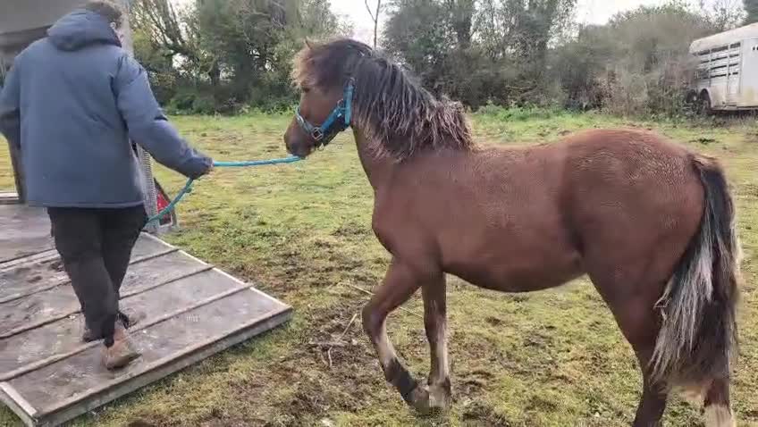Welsh Section D horses for sale: Wpcs reg all-rounder colt. - Video 1