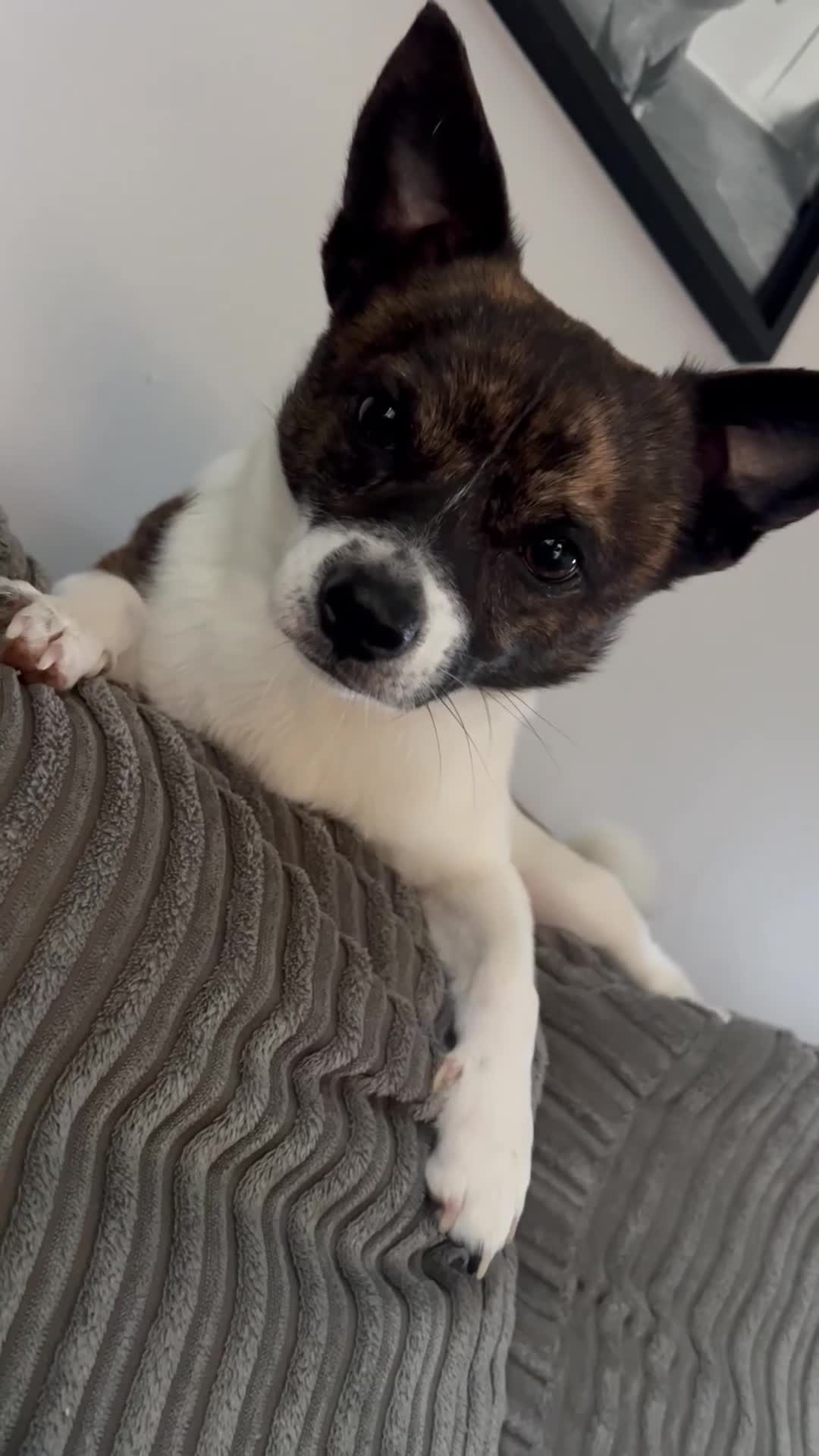 Jug dogs for sale: Almost 3 year old jug  - Video 1