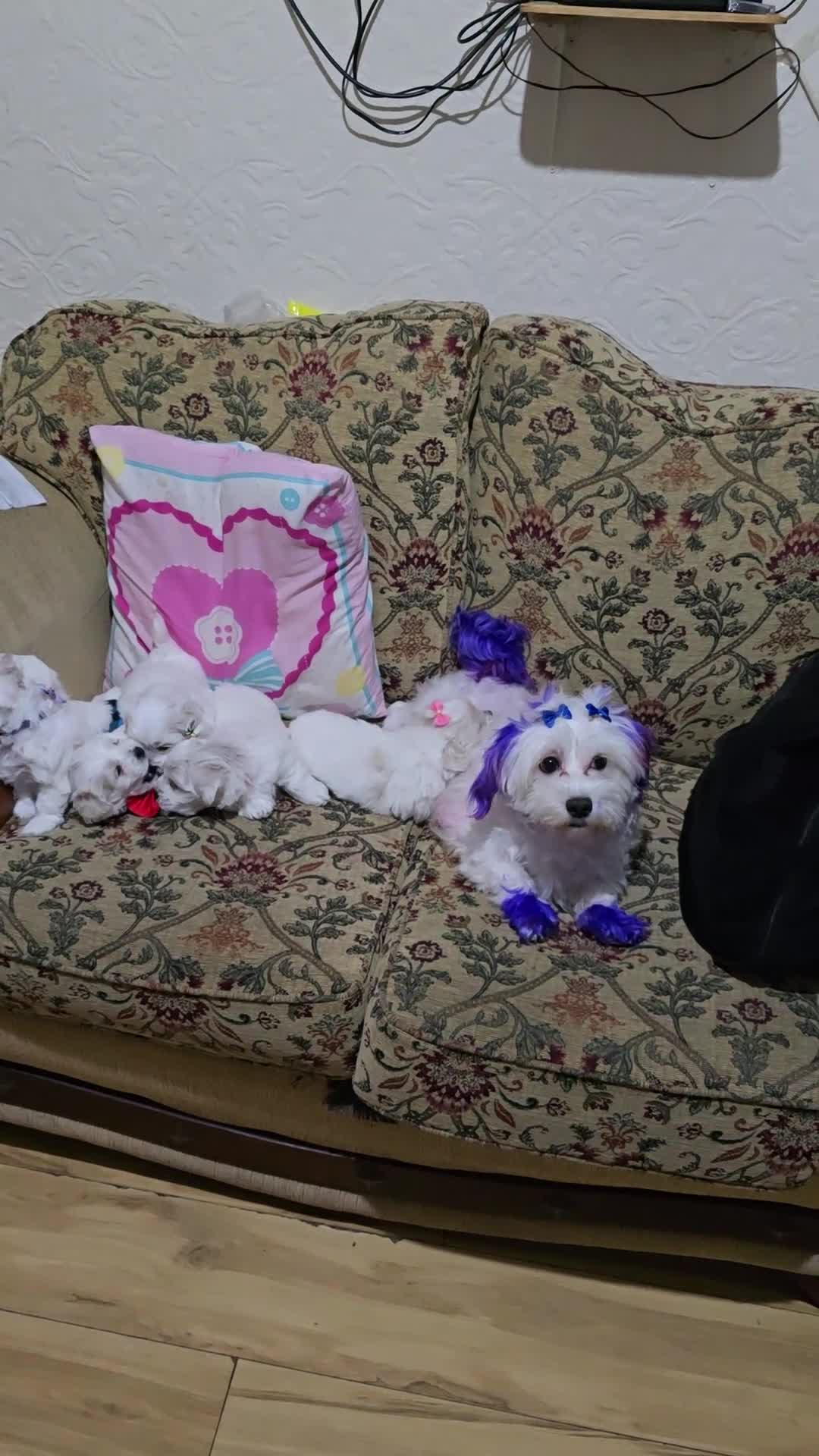 Maltese dogs for sale: Puppies for sale  - Video 1