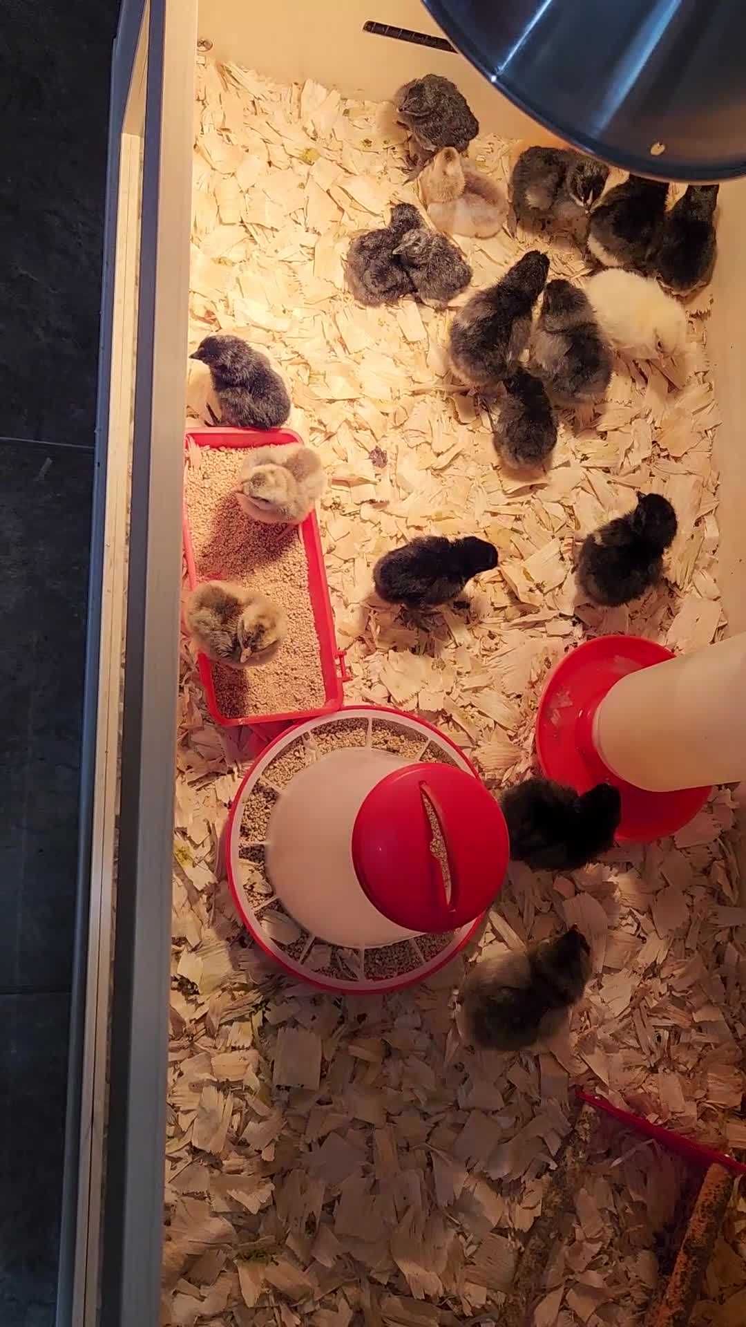 Chickens poultry for sale: UNSEXED mixed breed chicks  - Video 1