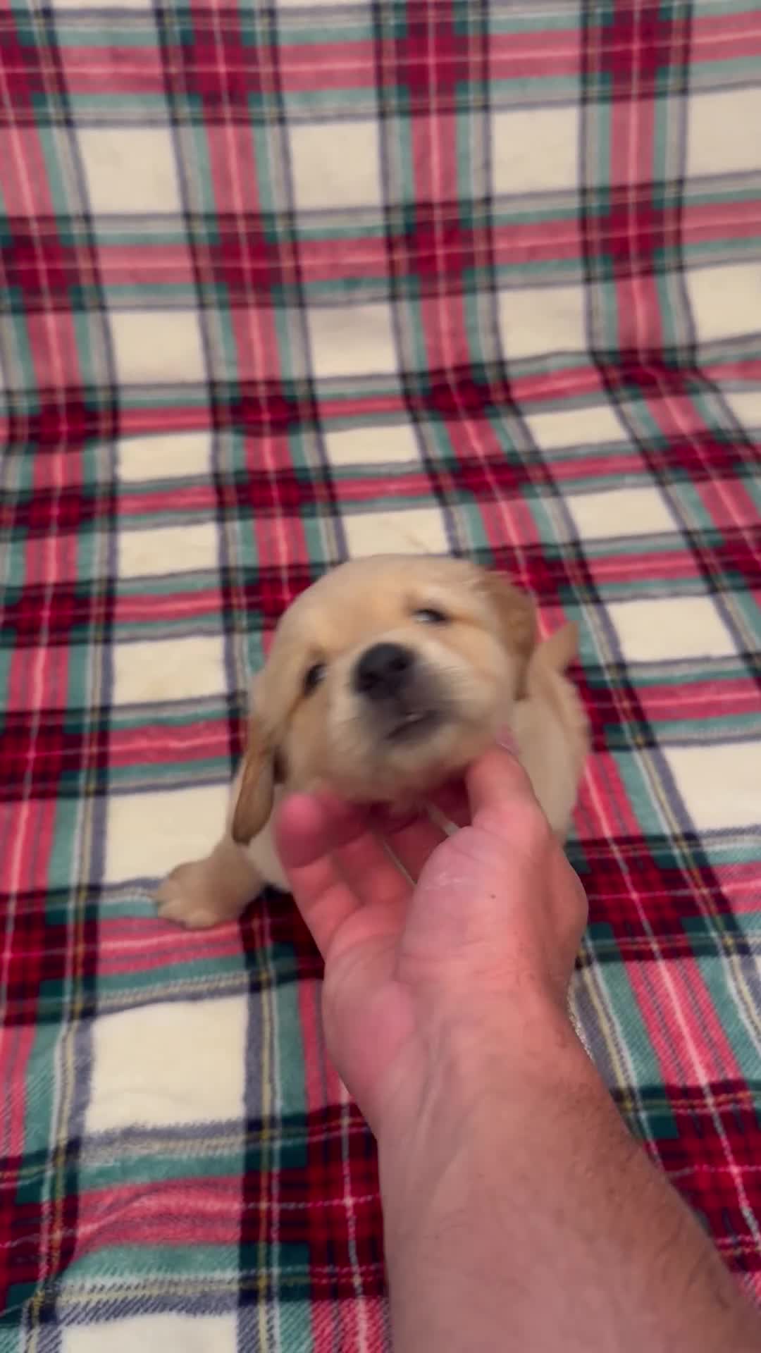 Golden Retriever dogs for sale: KC Registered Golden Retrievers  - Video 1