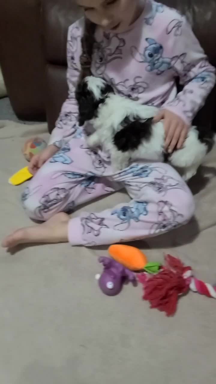 Cockapoo dogs for sale: Cockapoos Due Feb (to leave April 2026)- Waitlist - Video 1