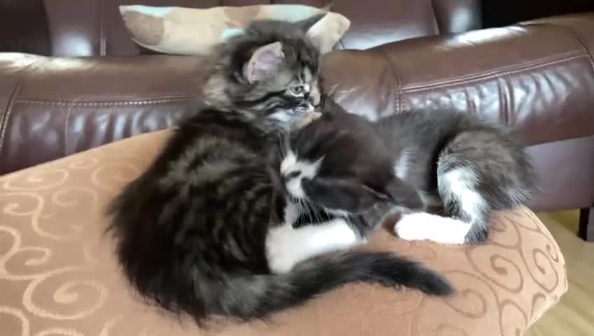 Domestic Shorthair cats for sale: Beautiful, friendly, playful &healthy kittens - Video 2