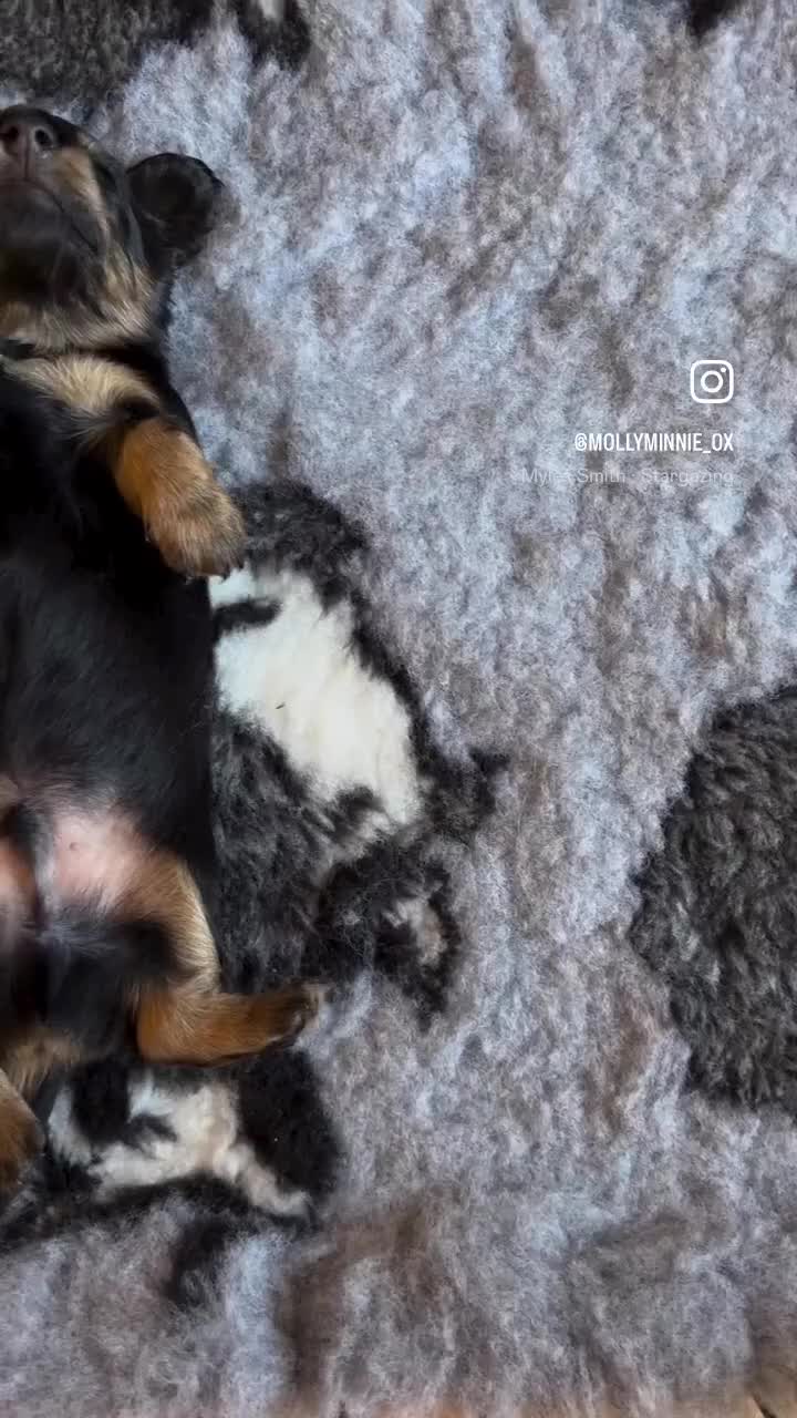 Miniature Dachshund dogs for sale: 🌿🌸🌳KC LONGHAIR MINI DACHSHUND PUPS🌳🌸🌿 - Video 2
