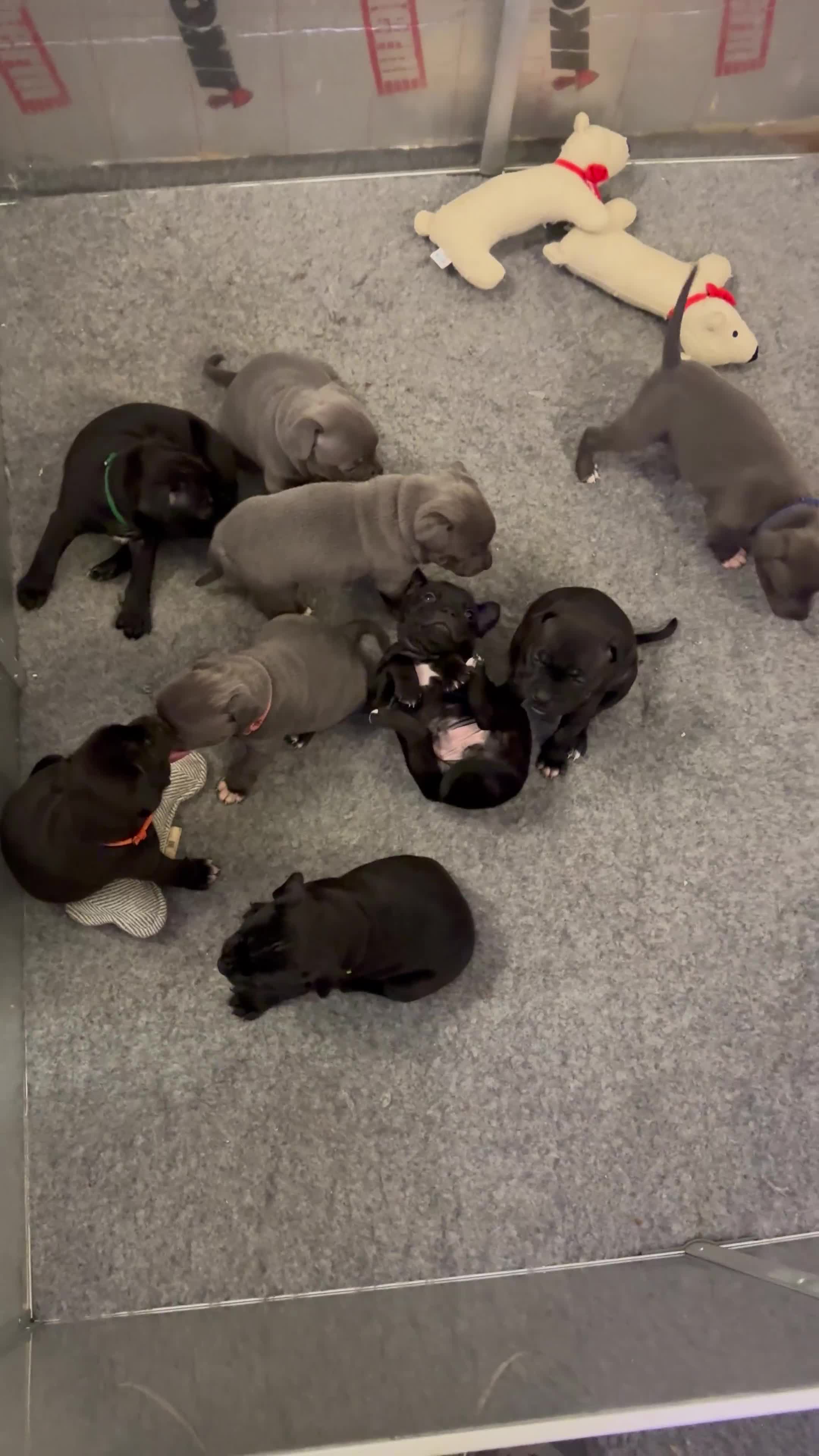 Staffordshire Bull Terrier dogs for sale: KC reg. Staffordshire bull terrier puppies - Video 1