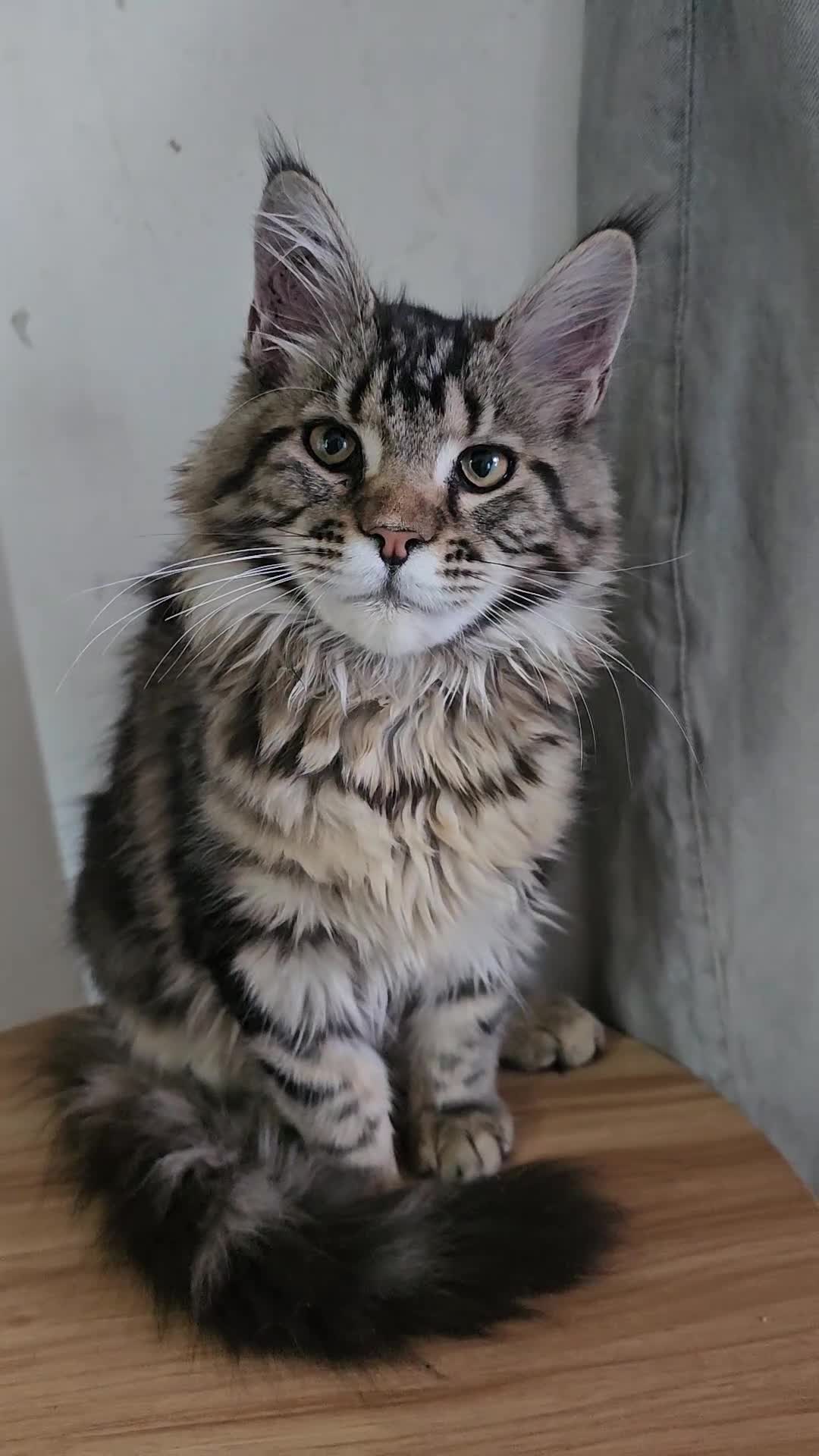 Maine Coon cats for sale: Pedigree Maine Coon girls - Video 1