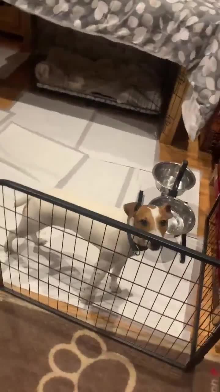 Mixed Breed dogs for adoption: Little Reggie wants to go home  - Video 3