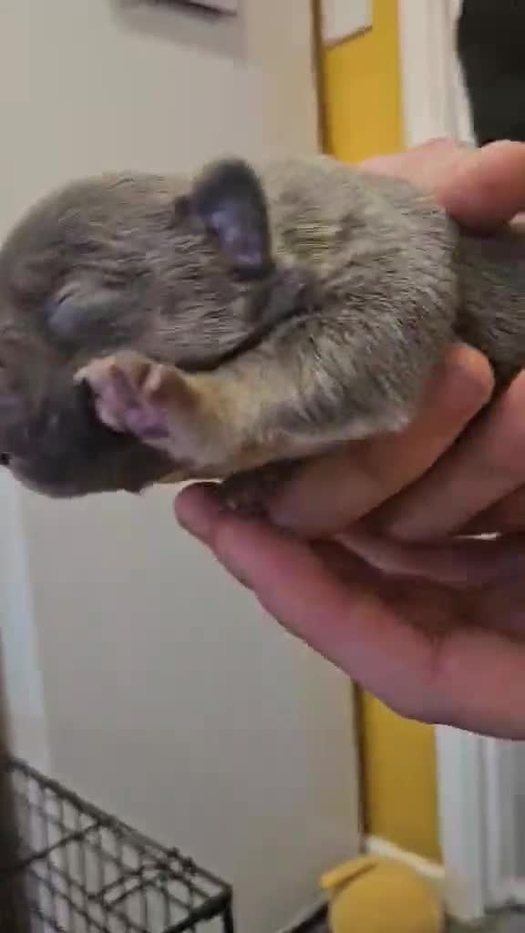 Frug dogs for sale: Frugs  - Video 1