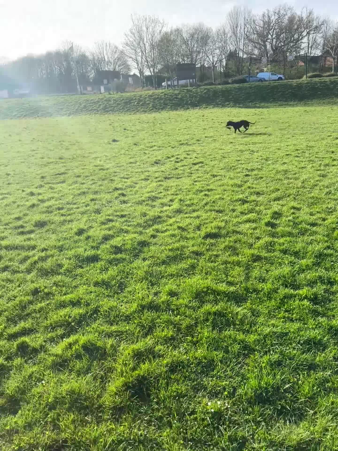 Mixed Breed dogs for sale: Patterdale x lurcher in Bracknell - Video 3