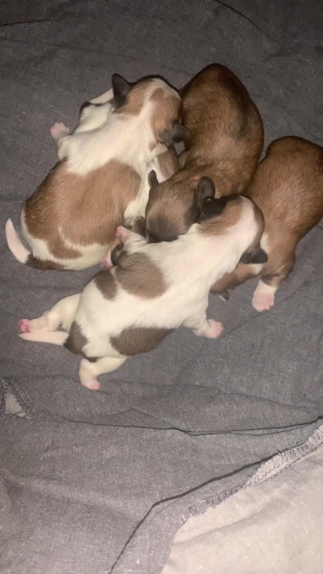 Lhasa Apso dogs for sale: 4 stunning Lhasa  boys  - Video 2