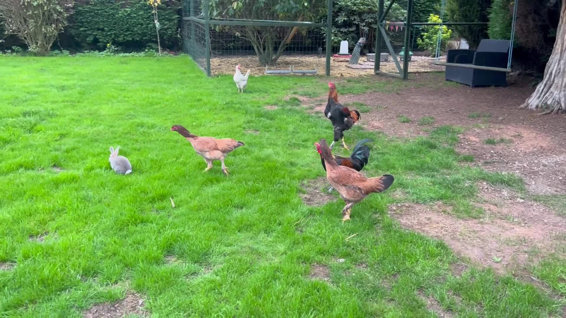 Chickens poultry for sale: Aseel & Brahma mix  - Video 1