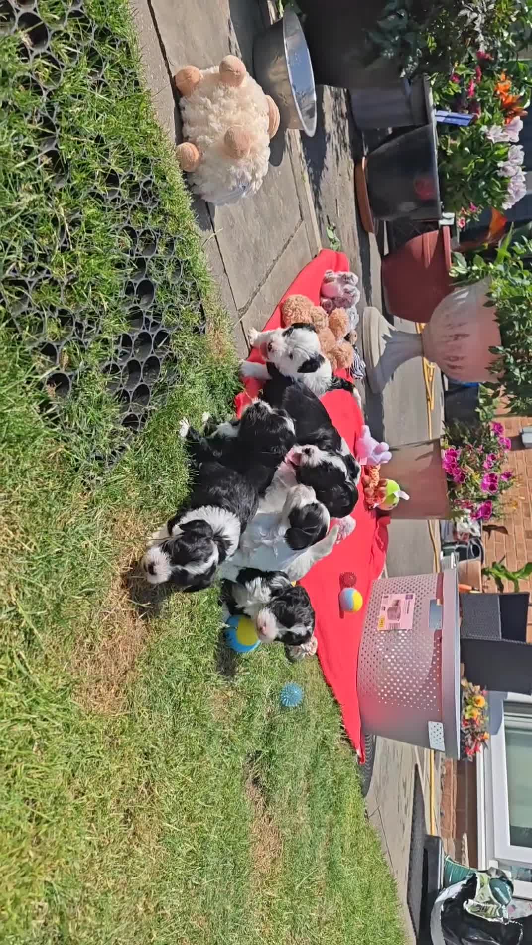 Havanese dogs for sale: Show quality litter of kc reg havanese puppies in Lincoln - Video 5
