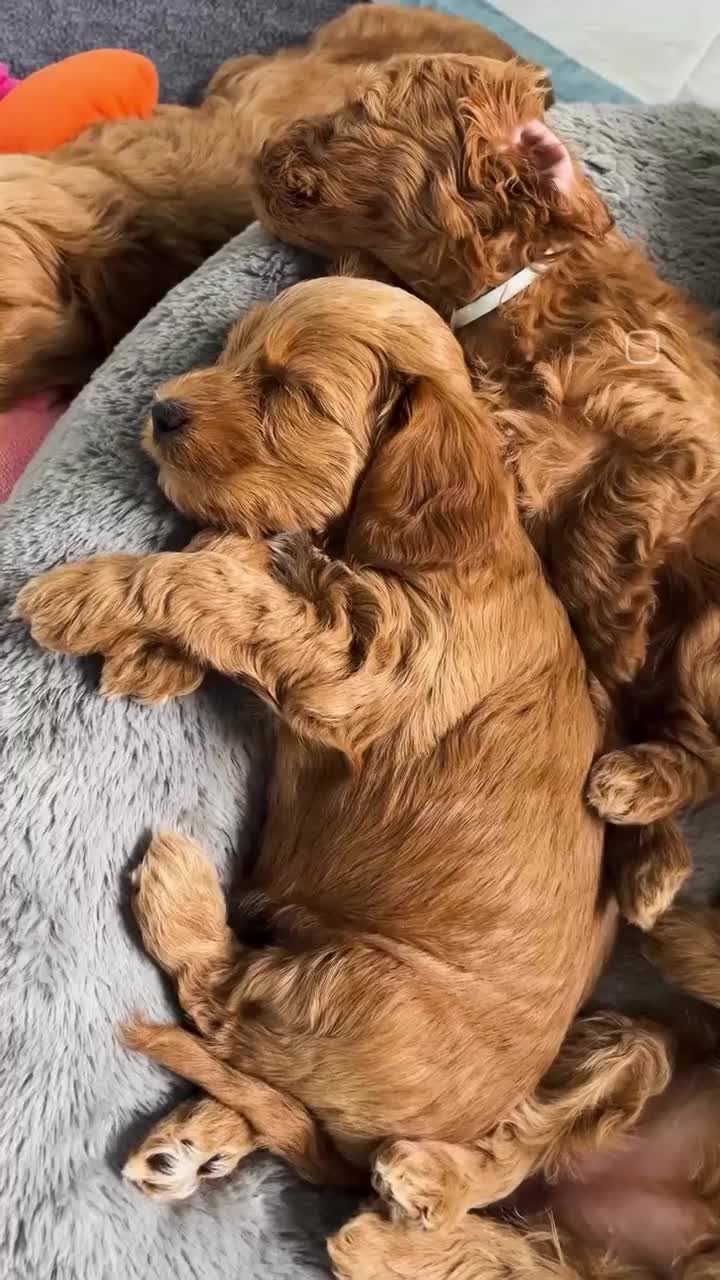 Cockapoo dogs for sale: Stunning Mini/Medium Cockapoo Puppies - Video 1