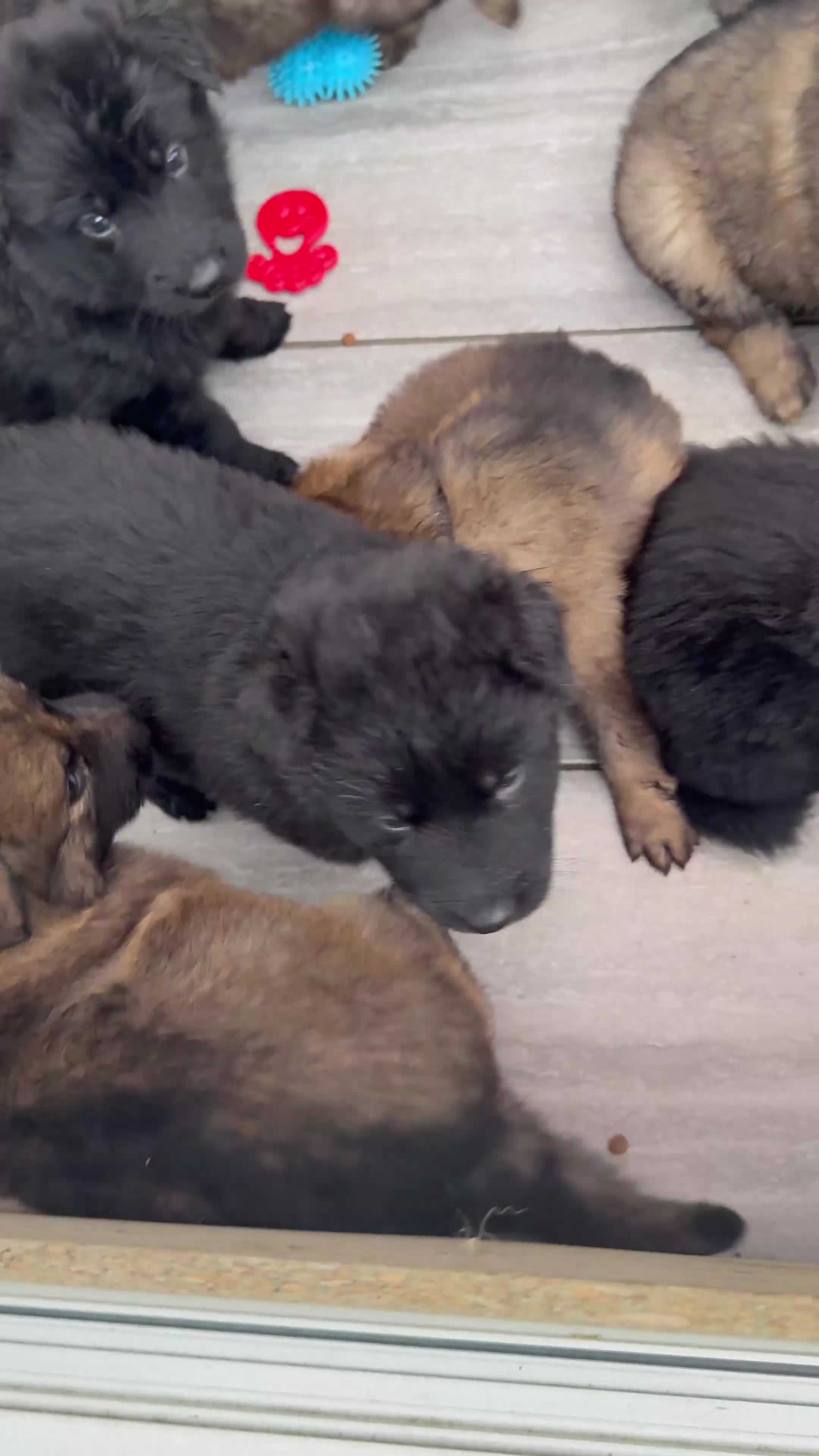 German Shepherd dogs for sale: Long haired German Shepherd puppies - Video 1