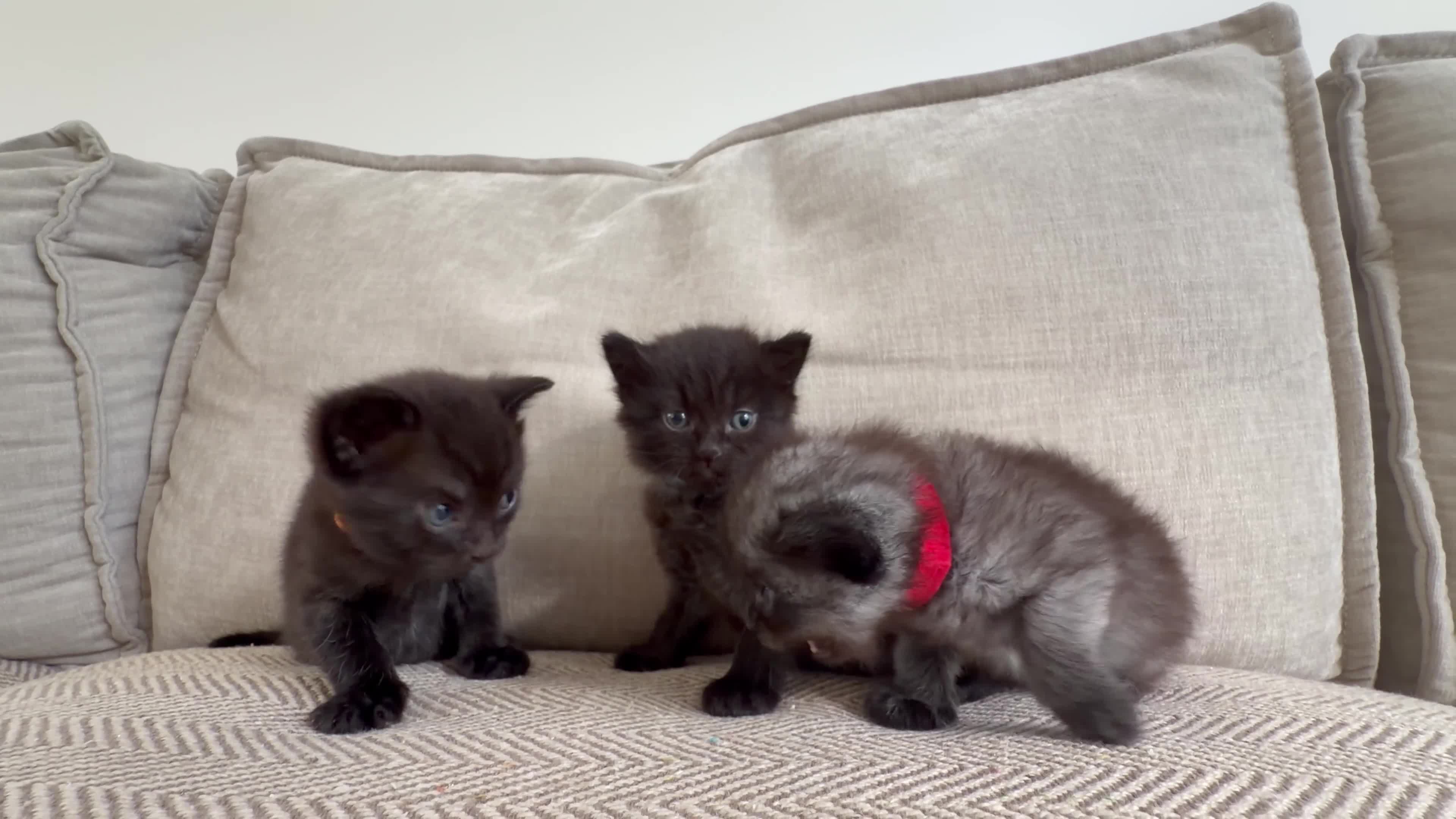 British Shorthair cats for sale:     Beautiful British Shorthair Cross Kittens - Video 1
