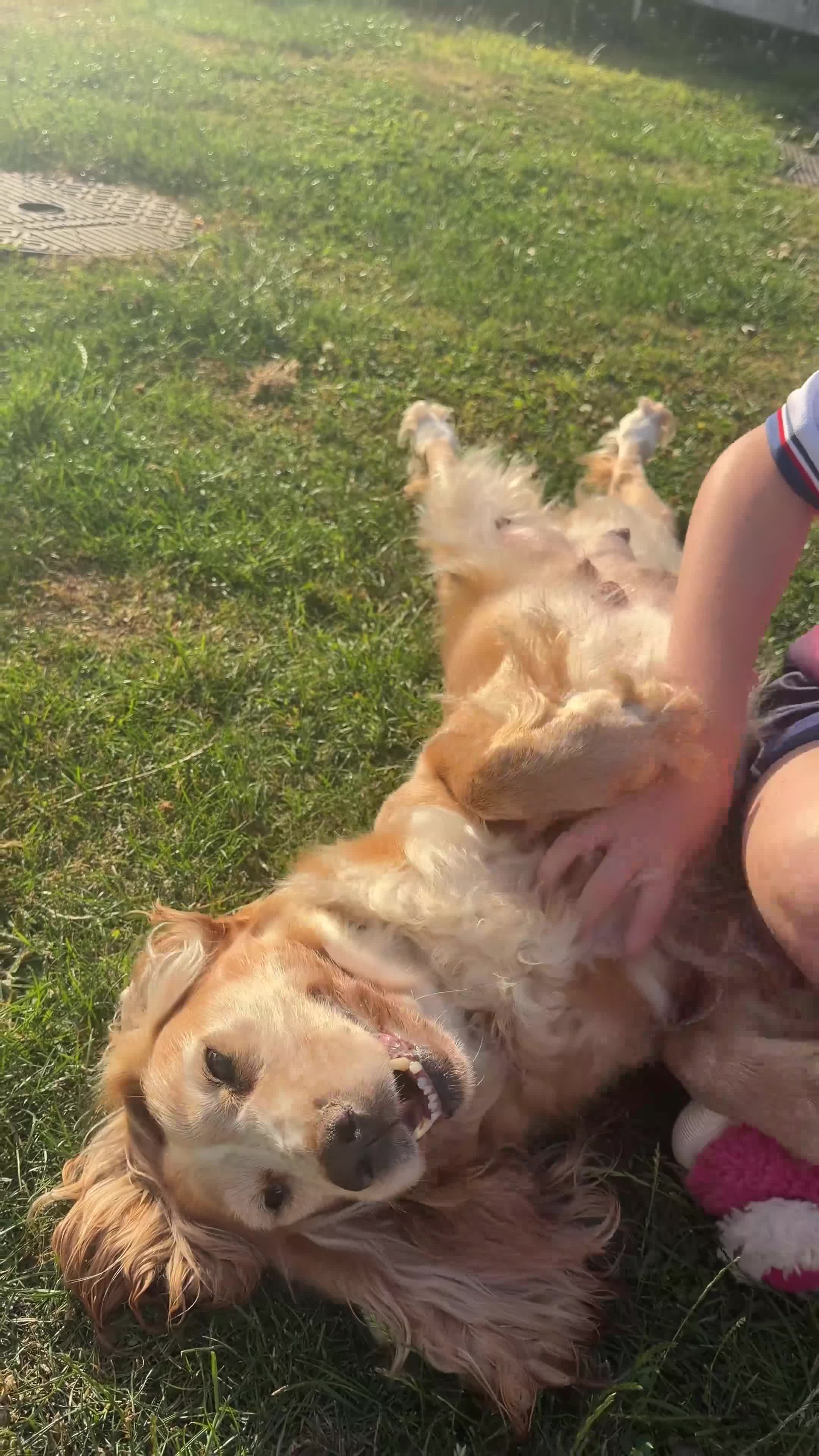 Cockapoo dogs for sale: Beautiful Cockapoo Puppies - Video 1