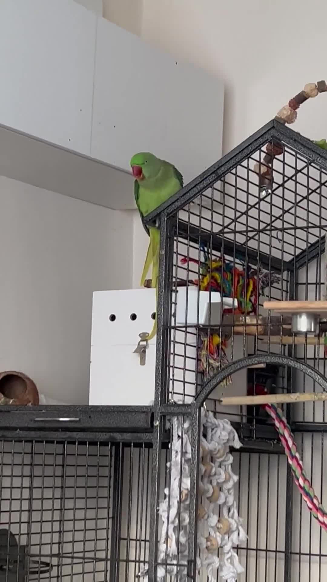 Parakeets birds for sale: Alexandrine parakeet - Video 3