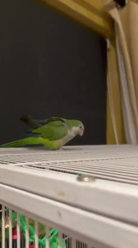 Ringnecks birds for sale:  for sale beautiful pair  - Video 3