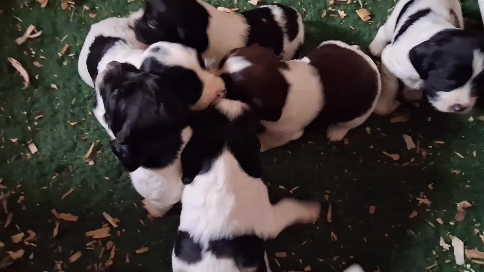 English Springer Spaniel dogs for sale: Working Springer Spaniel Puppies  - Video 1