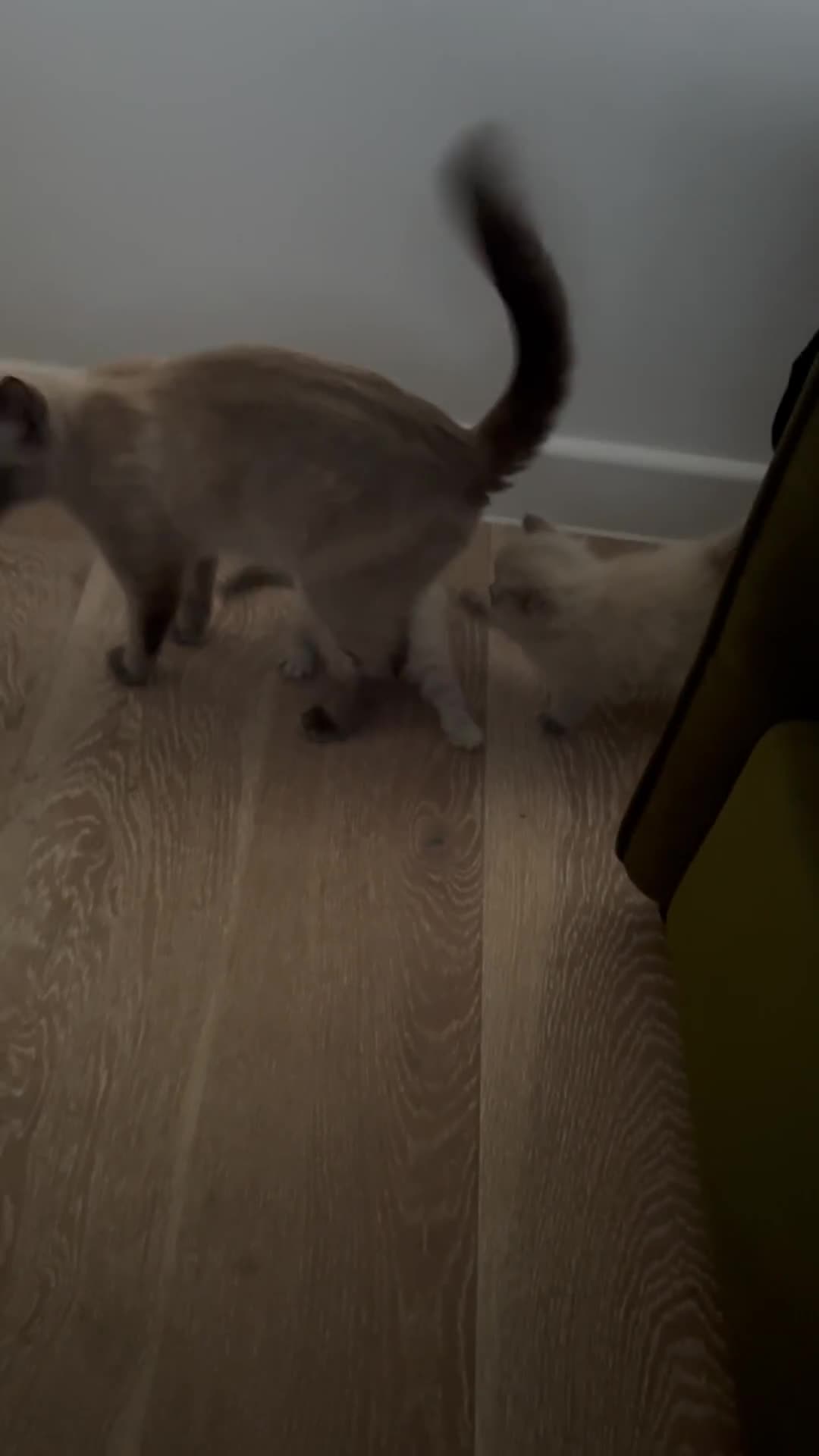 Mixed Breed cats for sale: Gorgeous Ragdoll x British Shorthair Kittens in Solihull - Video 3