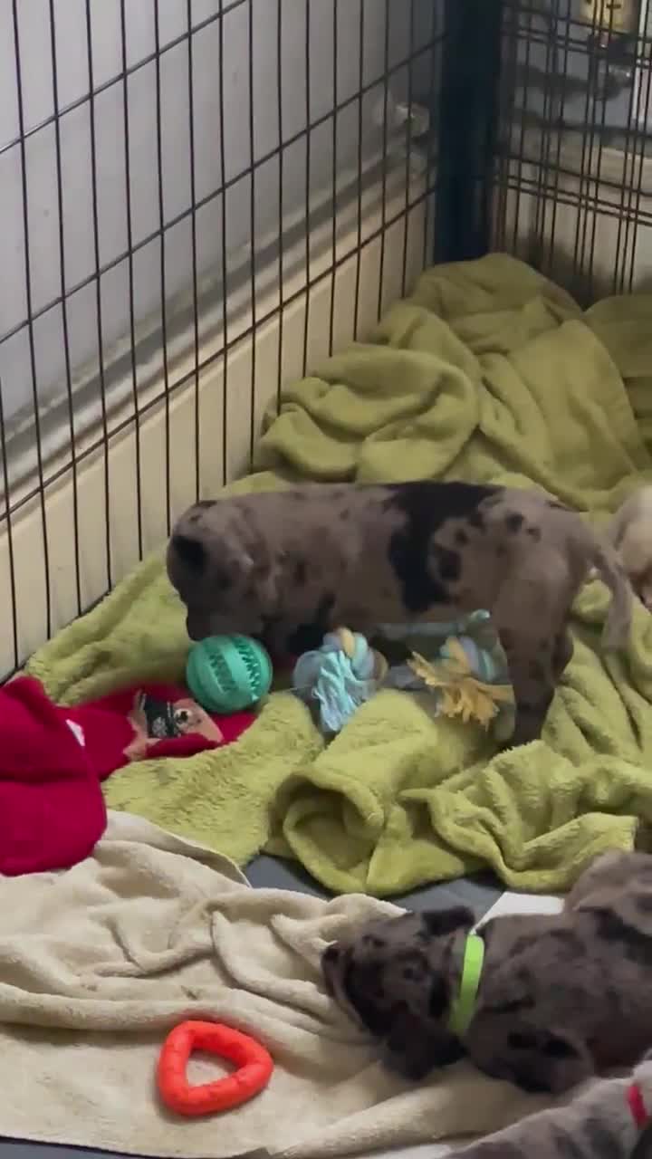 Cane Corso dogs for sale: 4 Female Cane Corso Puppies in Derby - Video 1