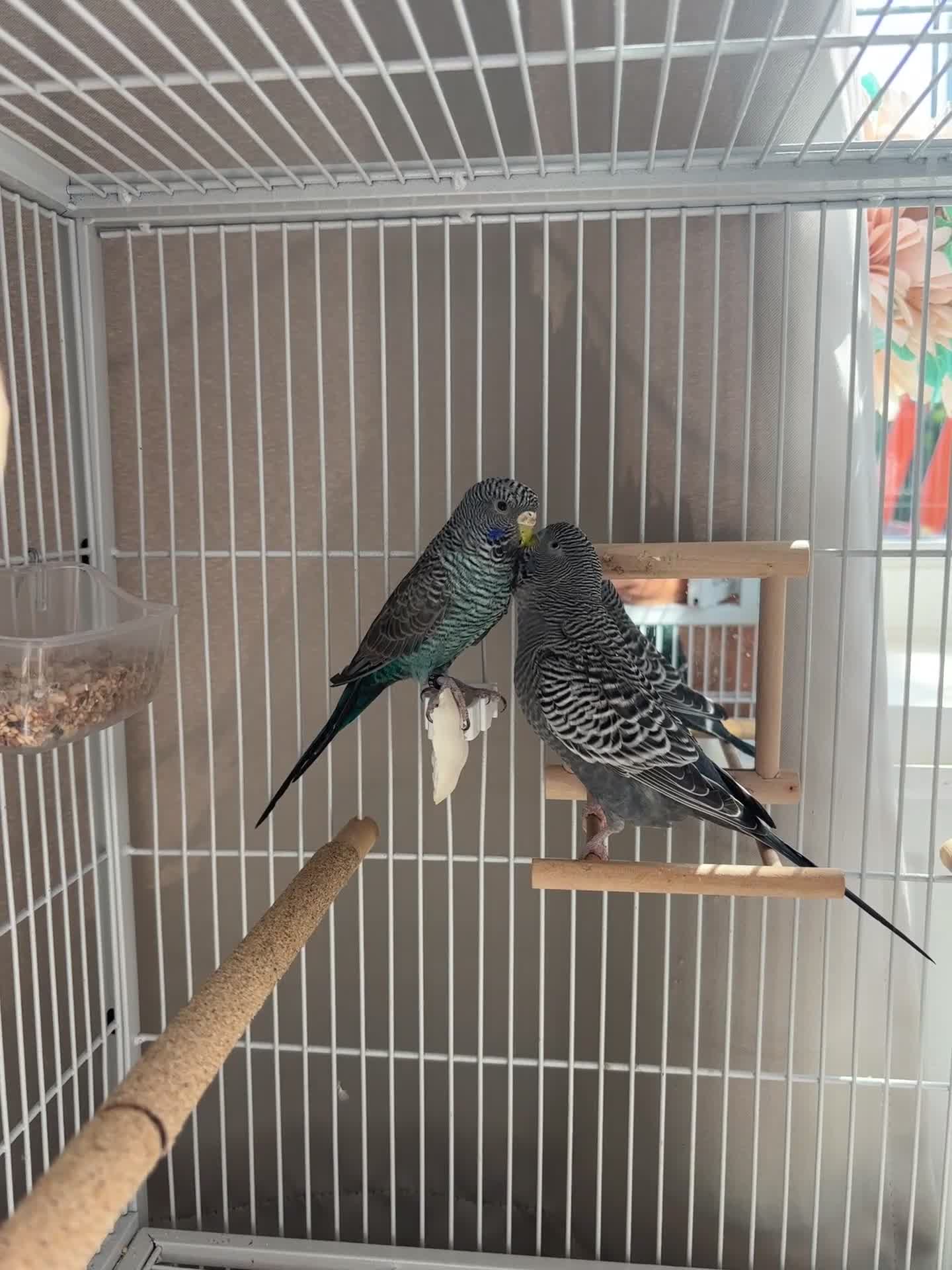Budgerigars birds for sale: Bfbw budgie pair for sale with cage  - Video 2