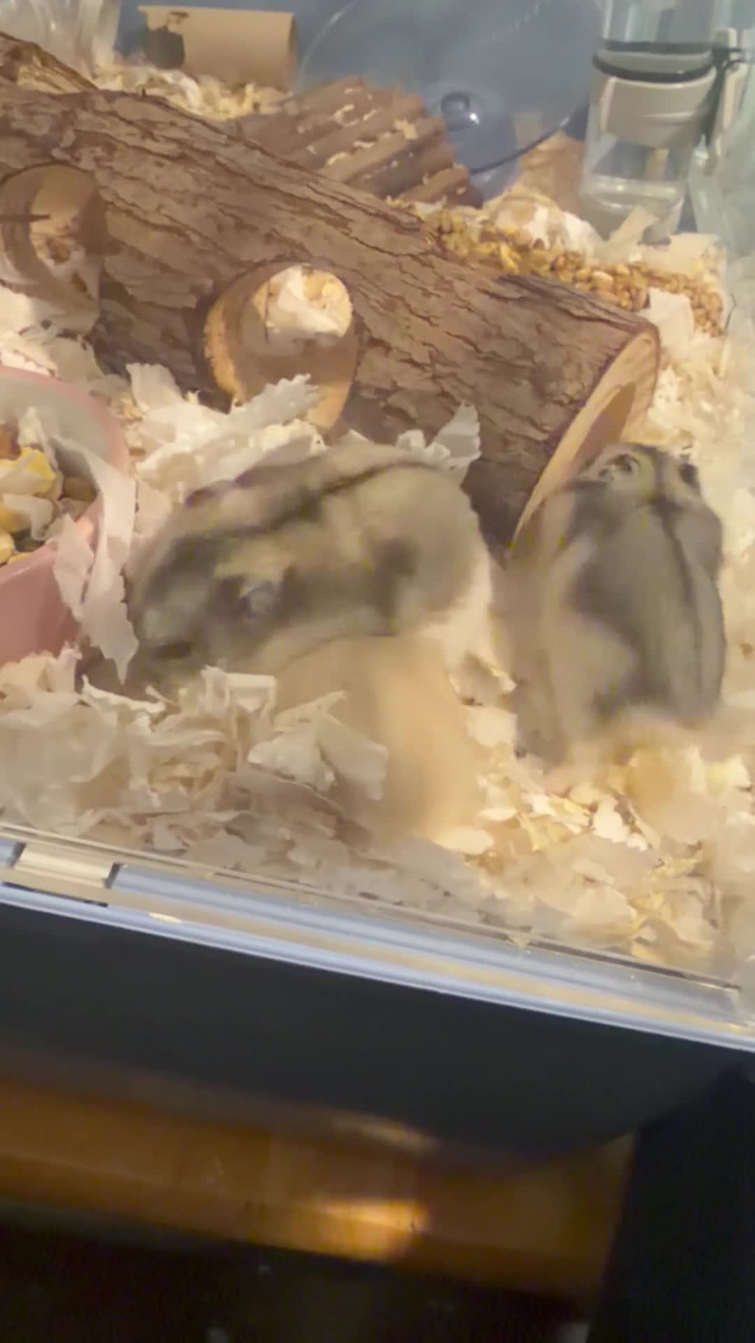 Hamster rodents for sale: Russian Dwarf Hamster  in Winchester - Video 2