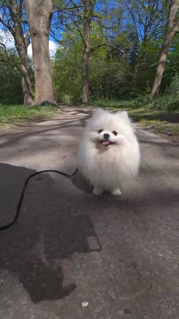 Pomeranian dogs for sale: Adorable Small Pure White Pomeranian Male - Video 2