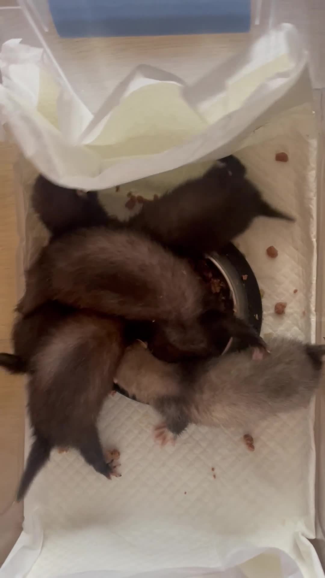 Ferret rodents for sale: Micro cross in Street - Video 1