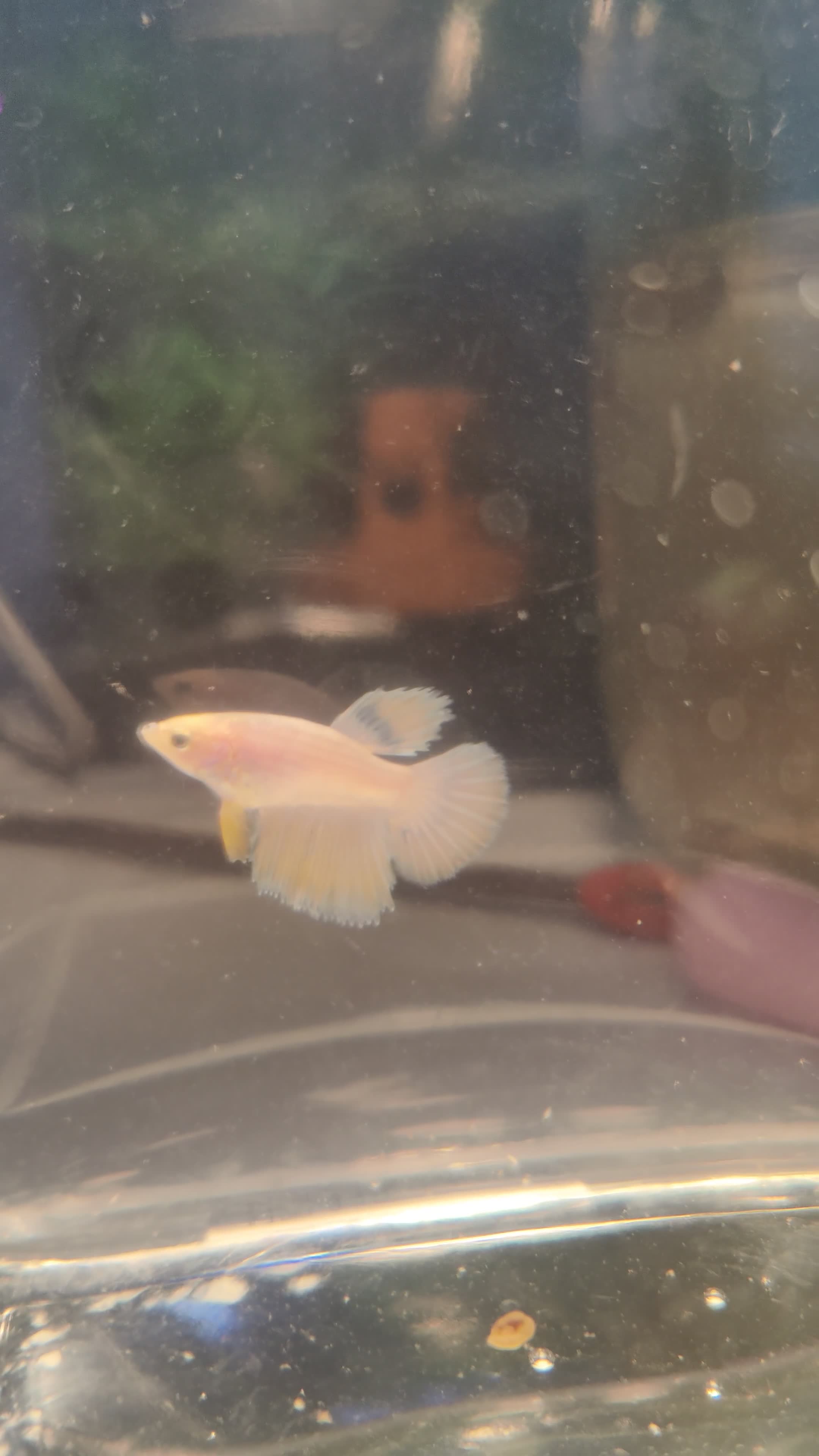 Bettas fish for sale: Platinum golden betta  - Video 1