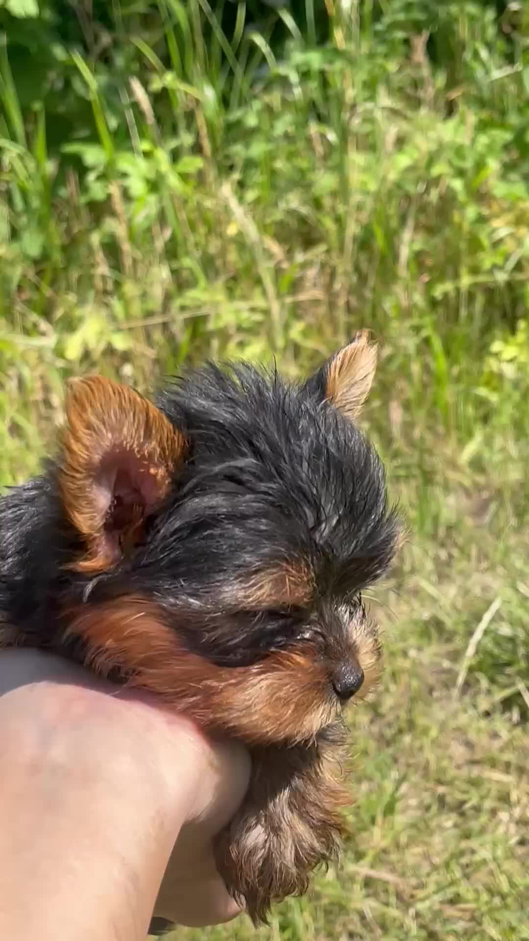 Yorkshire Terrier dogs for sale: 1 SUPER MINI BOY - Video 3
